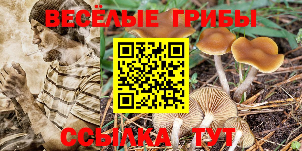 Галлюциногенные грибы Psilocybe  Гулькевичи  цена наркотик  Галлюциногенные грибы Psilocybine cubensis 